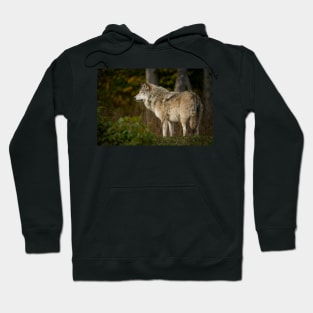 Timber Wolf Hoodie